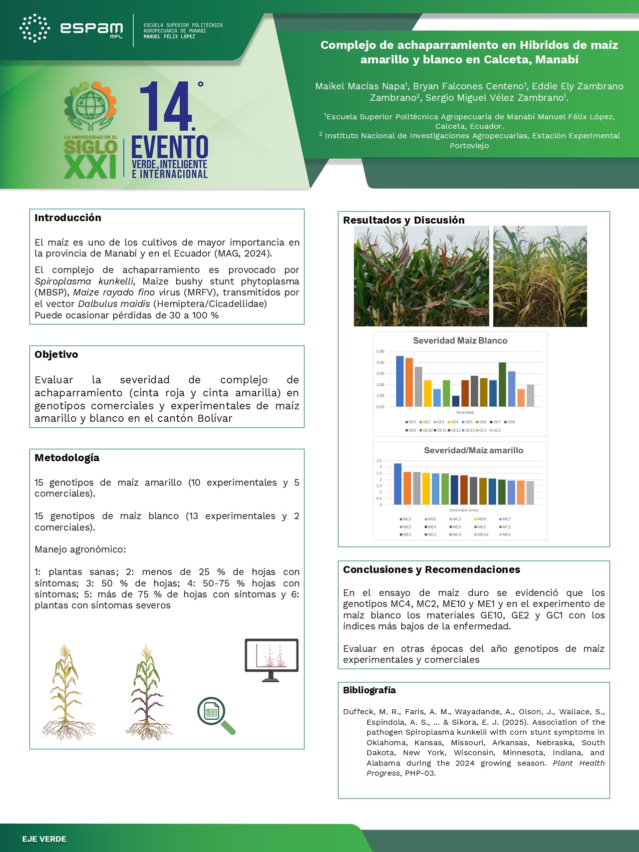 Foto Complejo de achaparramiento en Híbridos de maíz amarillo y blanco en Calceta, Manabí