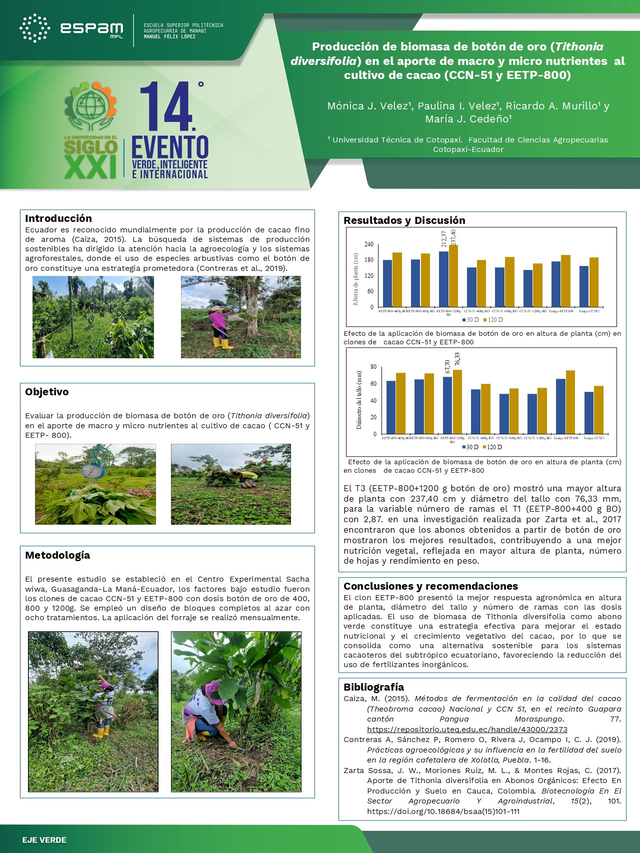 Foto Producción de biomasa de botón de oro (Tithonia diversifolia) en el aporte de macro y micro nutrientes  al cultivo de cacao (CCN-51 y EETP-800)